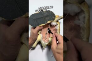 He Wants to Keep His Turtle Forever 🐢