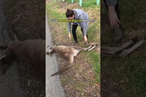 Heartwarming Kangaroo Rescue Moments 🦘❤️