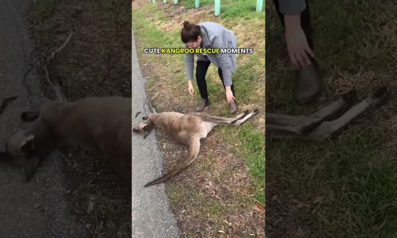 Heartwarming Kangaroo Rescue Moments 🦘❤️