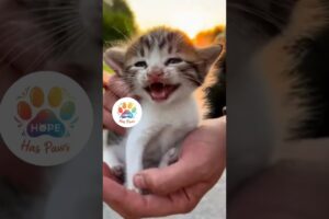 Help Others God will Help You.Lets help each other #animalrescue #catlovers