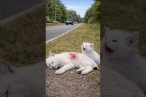 Helpless Lynx Mother and Kittens Saved by One Kind Man#shorts #cat #animalrescue