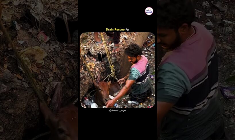 Hero Climbs Into Garbage Drain to Save Animal! 🦸♂️🐾 #kindnessmatters  #rescue #shorts