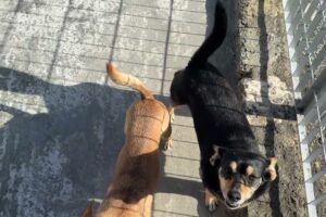 Hero Loves Despina! A Happy Day with Lolita, Dustin & Katia - Takis Shelter