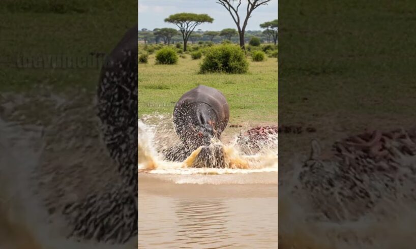 Hippo Saves Zebra Foal From Deadly Snake Attack! #rescue #animals #Wildlife