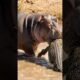 Hippo vs Crocodile: Real Fight 🦛🐊 (Who Wins?)
