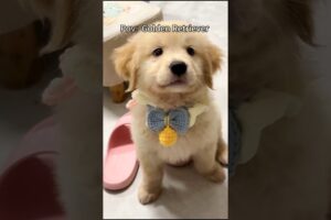 His Beauty is simply astounding😍🐶 #cute #goldenretriever #goldenretreiver #puppy #dog #funnydogs