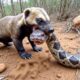 Honey Badger – The Bravest Warrior of the Animal Kingdom #naturedocumentary | Wildlife documentary