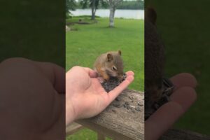 How To Get A Squirrel To Chill On Your Hand