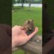 How To Get A Squirrel To Chill On Your Hand
