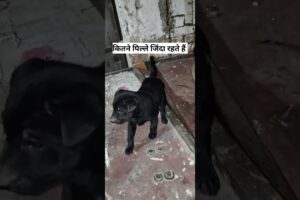 How many puppies survive || Do puppies die || Cute Puppies video|| kutton ke pille