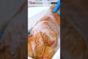 Human rescues cat from snake in the wild! [Animal Rescue Videos] #rescueanimals #catrescue