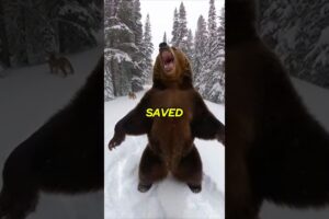 Hunted by a Cougar... I thought I was dead 💀 #animalrescue #wildlife