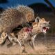 Hyena vs  Porcupine A Predator's Fatal Mistake | animal fights