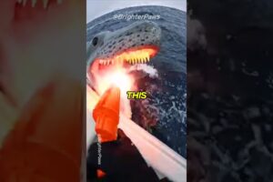 I Almost Died Saving This Little One 🐧 #animalrescue #humanity #wildliferescue