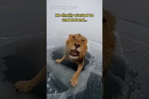 I Dragged A 200lb Cat Out Of A Lake… - Animal Rescue 🦁