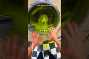 I Found Him Spinning in a Washer... 💔⚠️ #animalrescue #puppy #humanity