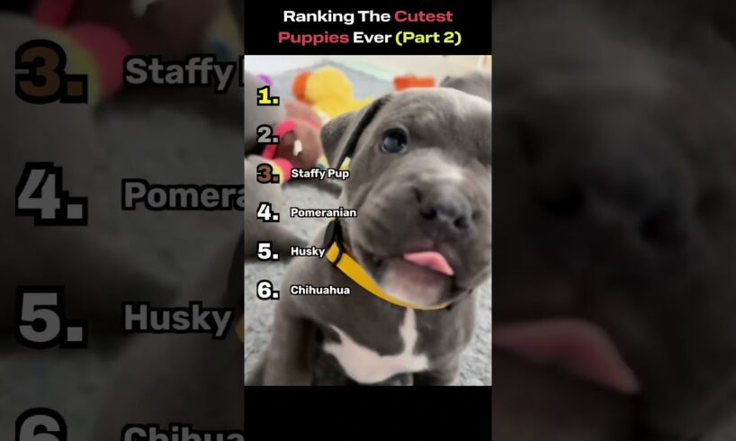 I Ranked the Cutest Puppies Ever (Wait for #1 🐶💛) | Part 2