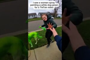 I Rescued a White Dog from Cruel TikTok Paint Trend