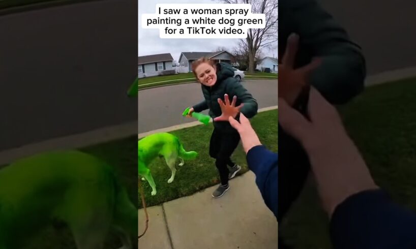 I Rescued a White Dog from Cruel TikTok Paint Trend