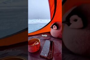 I Saved a Baby Penguin From an Orca. It Followed Us For Miles