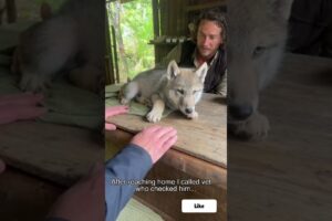I Saves a Wolf Baby From a Bear #wolf #rescue #animals #shorts