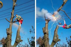 Idiots With Chainsaws: Tree Cutting Fails | Extreme Dangerous Logging Truck Fails #2