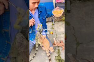 Iguana lover 😘 #iguana #reptiles #kadalpetir #animals #lizard #greeniguana #rediguana #hewan