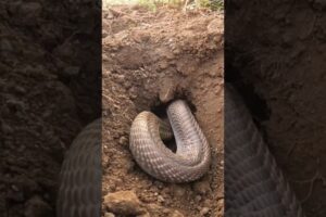 Indian cobra rescue in the farm