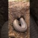 Indian cobra rescue in the farm