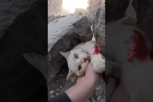 Injured cat rescued in earthquake area.😭