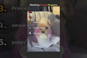 Internet's Cutest Puppies #funny #doglife #memes #pets #cutedog