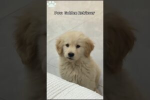 Is Golden Puppy The Cutest Puppy Breed?#cute#goldenretreiver#puppy#goldenretriever#cutedog#funnydogs
