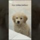 Is Golden Puppy The Cutest Puppy Breed?#cute#goldenretreiver#puppy#goldenretriever#cutedog#funnydogs