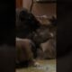 It Wrestle Time for the Puppies | Too Cute! | Animal Planet