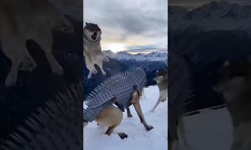 Kangal vs. Wolves || A confused pack of wolves fights against Kangal dogs wearing spiked armor. 🐕🐺