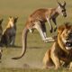 Kangaroo Protects Its Joey From Looming Danger | animal fights