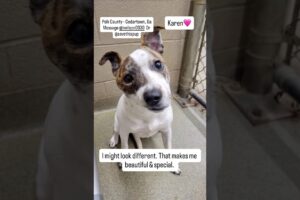 Karen the dog is 9 months old and finds herself in the shelter