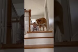 Kind Dog Saves Cute Baby Falls From Stairs #baby #dog #shortsfeed