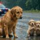 Kind Man Rescues Abandoned Mother Dog and Puppies - It will touch your heart.