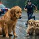 Kind Man Rescues Abandoned Mother Dog and Puppies   You Won't Believe The Ending!