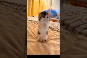 Kitten Chased His Owner With Tiny Legs 🥺🐾