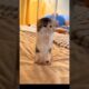Kitten Chased His Owner With Tiny Legs 🥺🐾