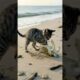 Kitten Saves Flipped Sea Turtle on the Beach | Heartwarming Animal Rescue   #kitten #rescue