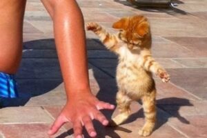 Kittens Are The CUTEST in the World 🤣