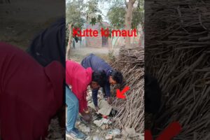 Kutte Ki Maut 🥺 Bhai Log Support Kro #shorts #animals #helpanimals