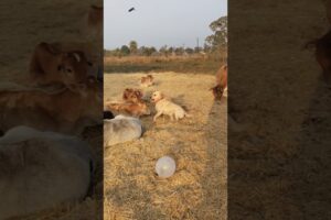 Lakdi ki Kathi #cute labrador 🩷💫🐕# funny #labrador playing with balloon