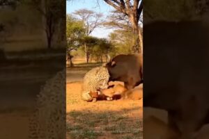 Leopard Grabs Calf,Bull Fights Back | Unexpected Ending #viral #wildlife #animals #leopard #ytshorts