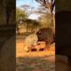 Leopard Grabs Calf,Bull Fights Back | Unexpected Ending #viral #wildlife #animals #leopard #ytshorts