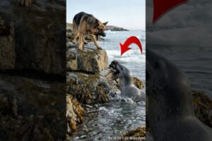 "Leopard Seal Stole A Puppy But Saved By Nature Instinct" #animals #rescue #dog