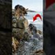 "Leopard Seal Stole A Puppy But Saved By Nature Instinct" #animals #rescue #dog